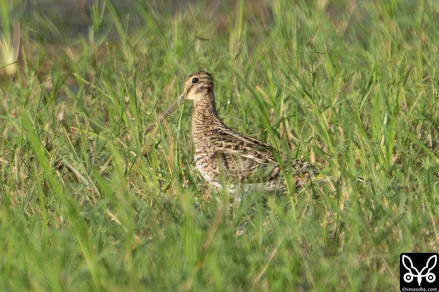 チュウジシギ成鳥。