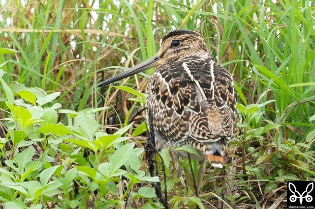 チュウジシギ幼鳥。