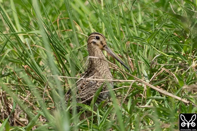 チュウジシギ幼鳥。