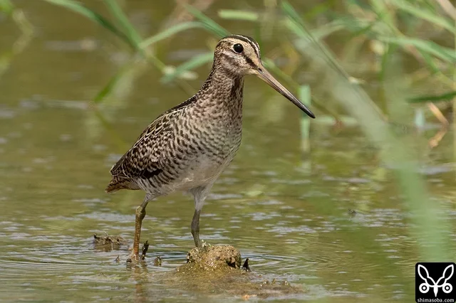 チュウジシギ幼鳥。