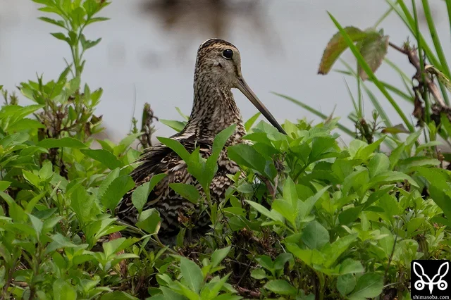 チュウジシギ成鳥。