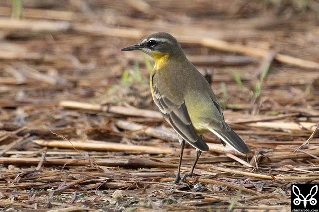マミジロツメナガセキレイ成鳥。もう冬羽に変わっています。