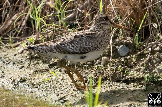 チュウジシギ成鳥。