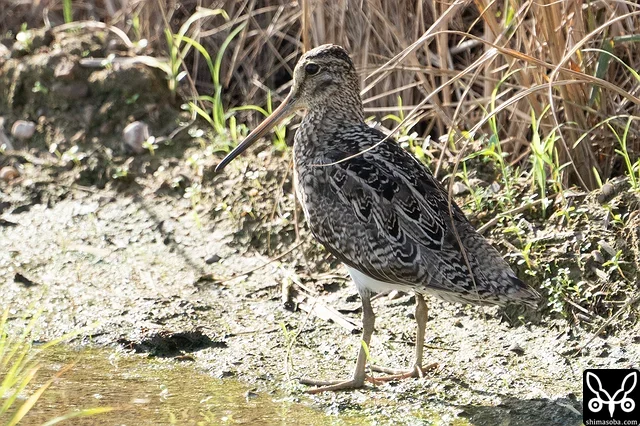 これチュウジシギの成鳥なんですよ。沖縄のジシギ見慣れていないとハリオシギに見えますよね?