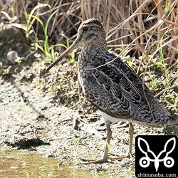 これチュウジシギの成鳥なんですよ。沖縄のジシギ見慣れていないとハリオシギに見えますよね?