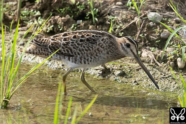 チュウジシギ幼鳥。