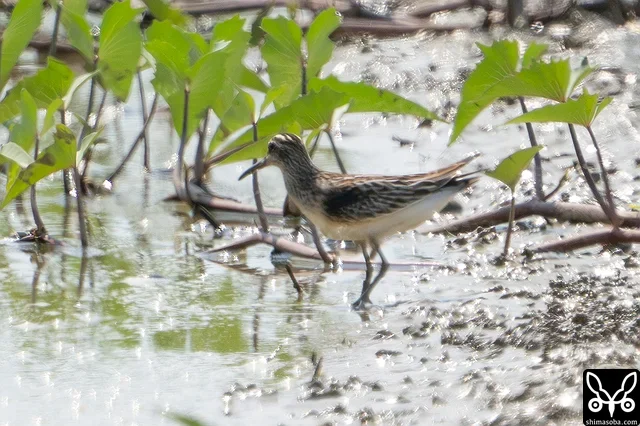 キリアイ幼鳥。遠かった…。