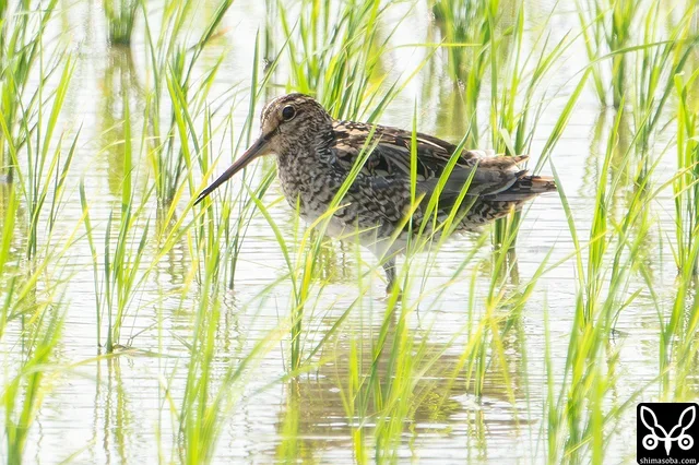 ふつうにチュウジシギの成鳥だなと思ったのですが…。