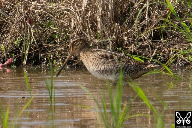 チュウジシギ成鳥。