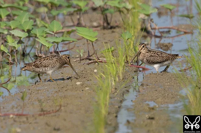 チュウジシギ2羽。両方とも幼鳥。