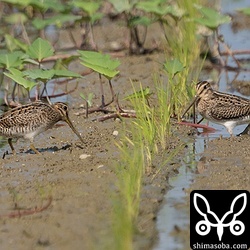 チュウジシギ2羽。両方とも幼鳥。