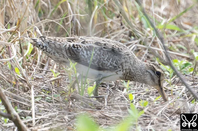 チュウジシギ成鳥。