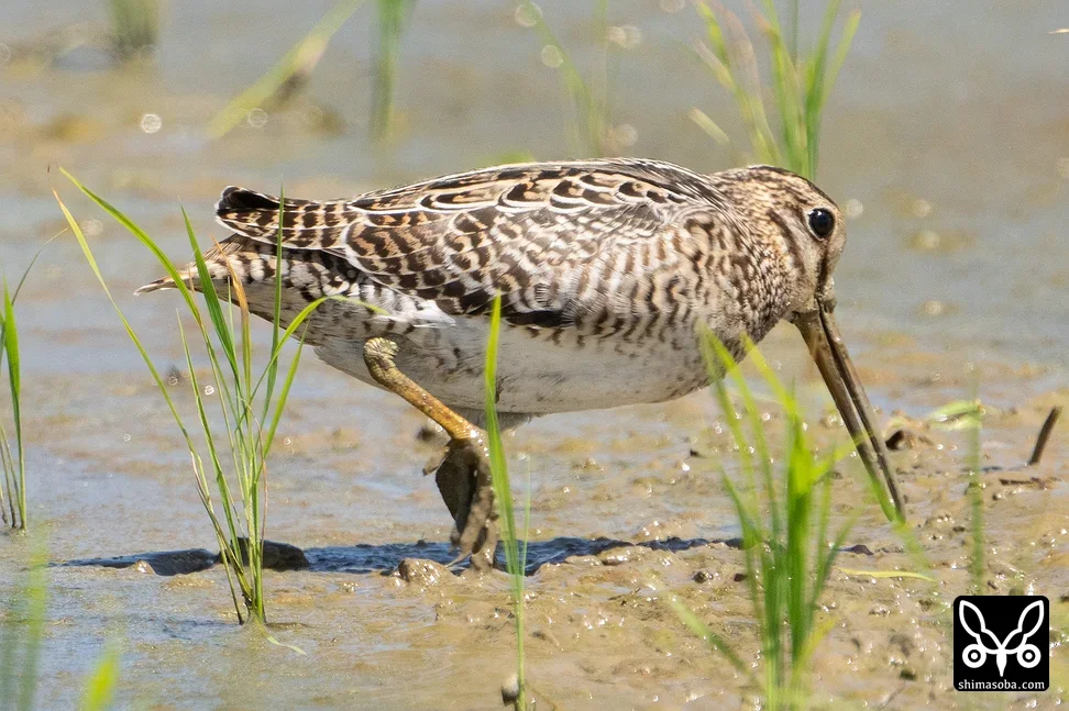 チュウジシギ