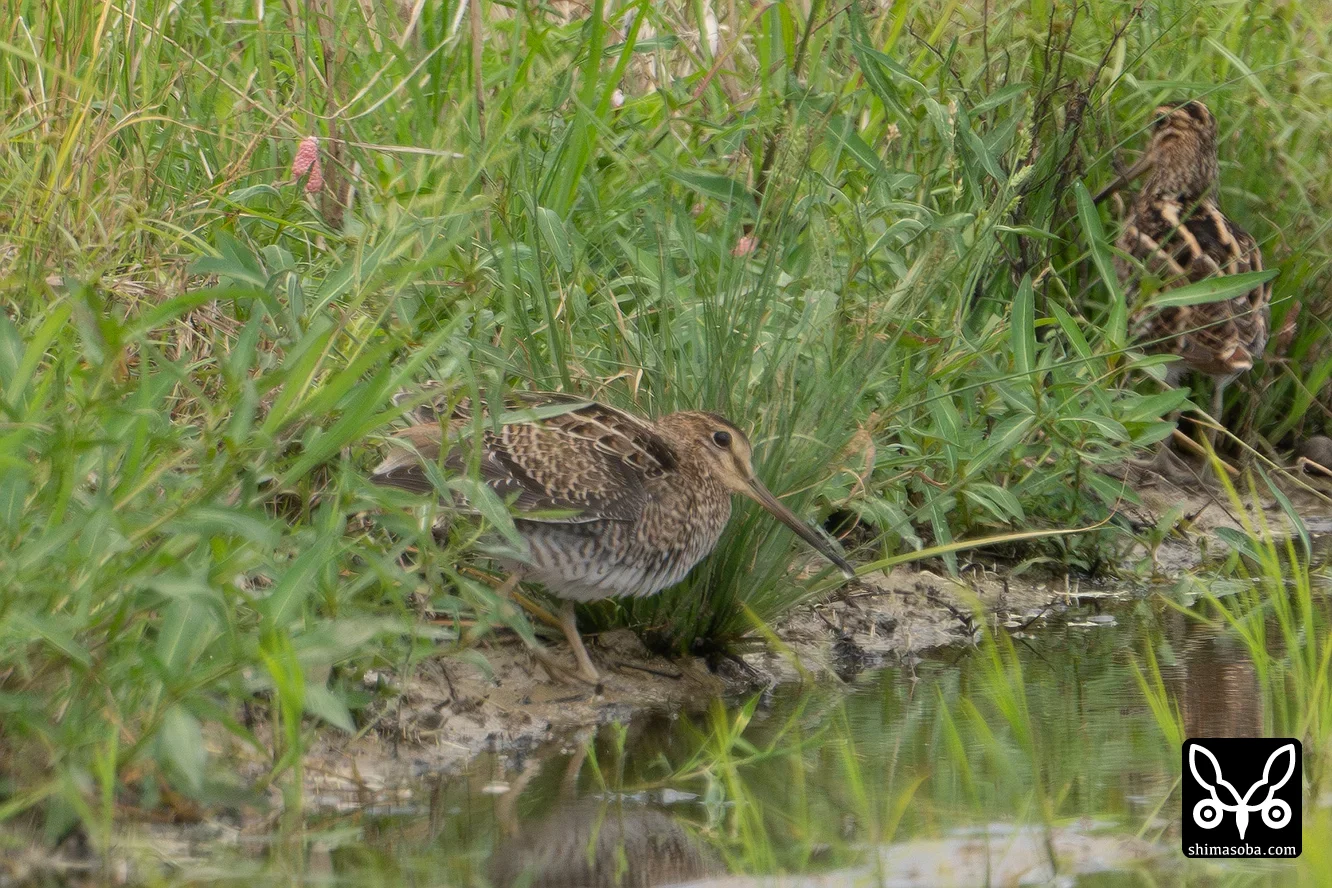 チュウジシギ