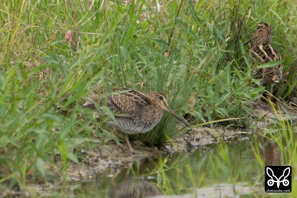 チュウジシギ