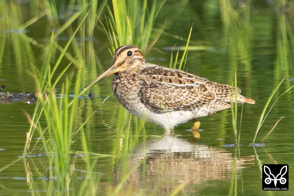 チュウジシギ