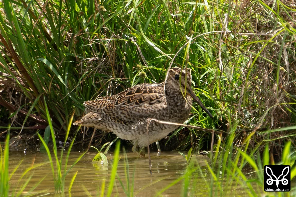 チュウジシギ