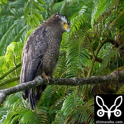 カンムリワシ成鳥。上の幼鳥の親鳥だと思われます。