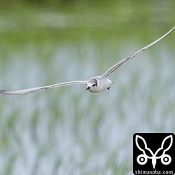 クロハラアジサシの今季初となる幼鳥。成鳥と合わせて5羽ほど確認。