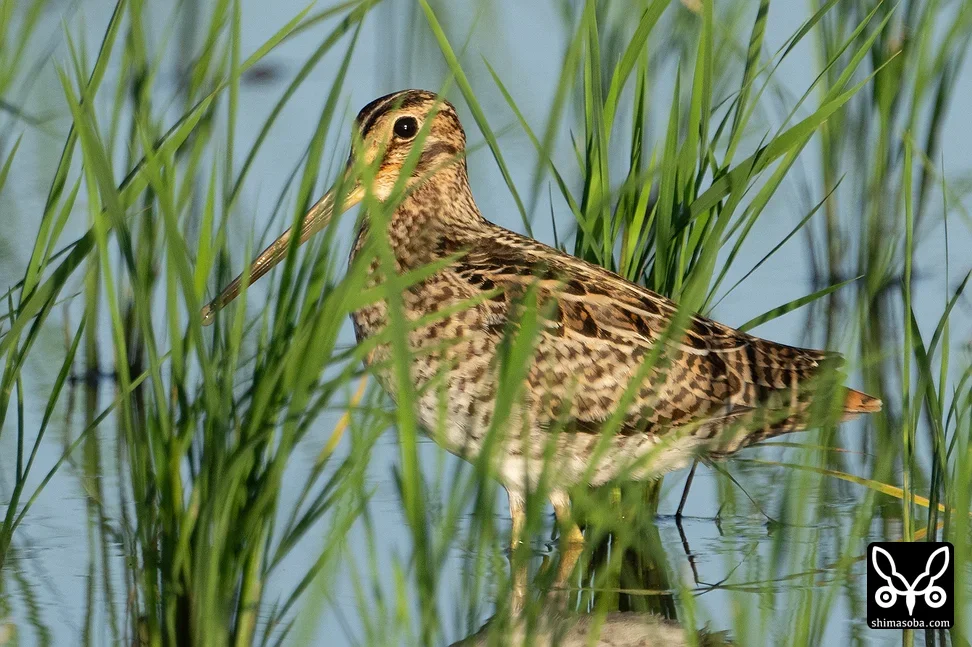 チュウジシギ