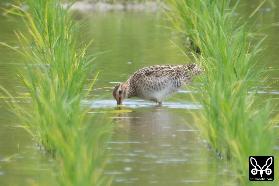 チュウジシギ