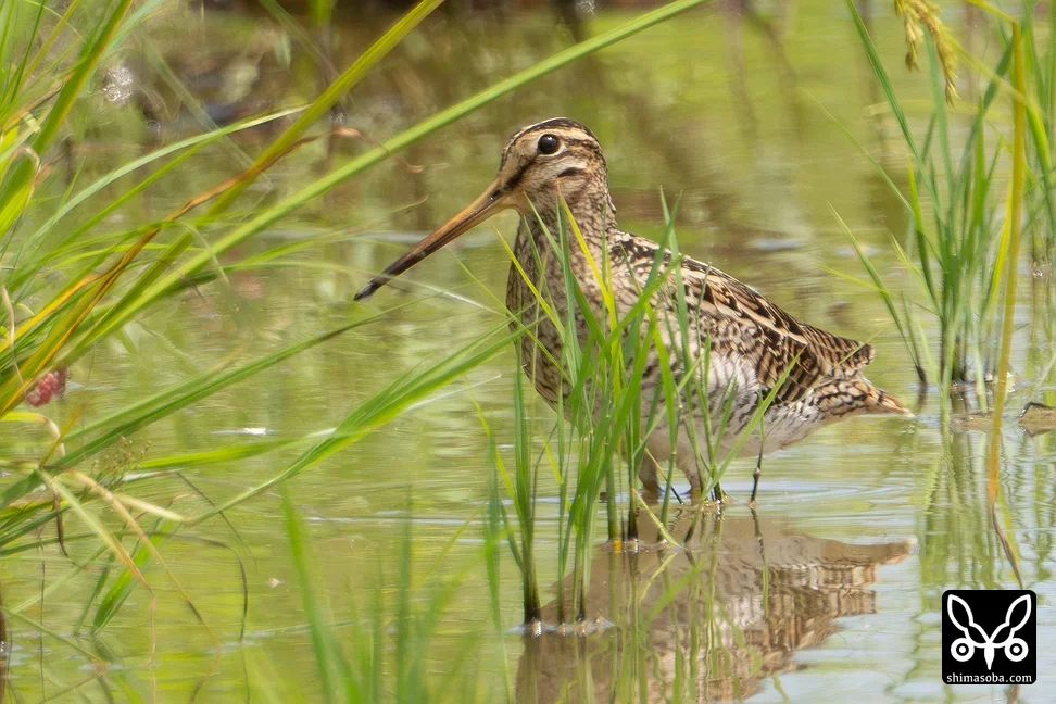 チュウジシギ