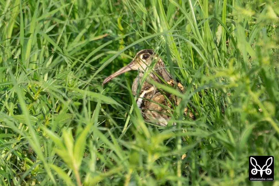 タマシギ