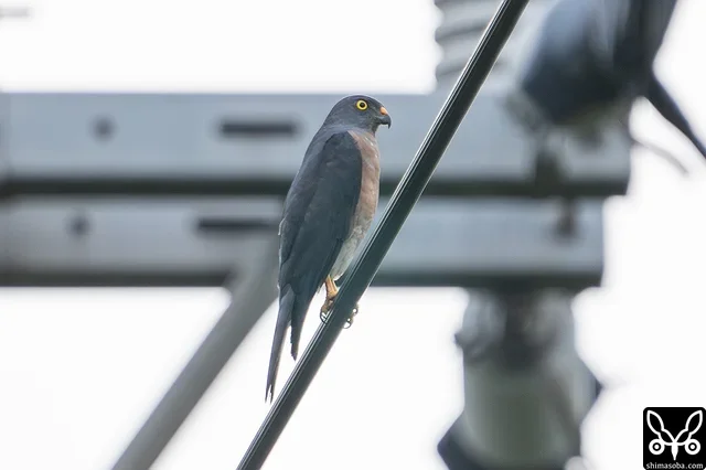 アカハラダカのメス成鳥。