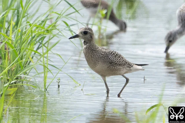 今季初のムナグロ幼鳥。