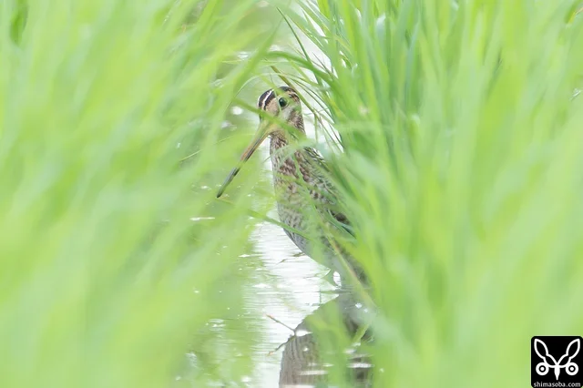 チュウジシギ幼鳥。稲が成長して日に日に観察が難しくなる…。
