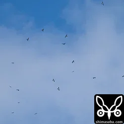 アカハラダカ