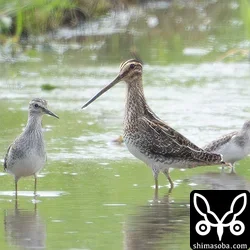 タシギ幼鳥。少しずつ増えていますが、今のところ平年よりは少なめ。