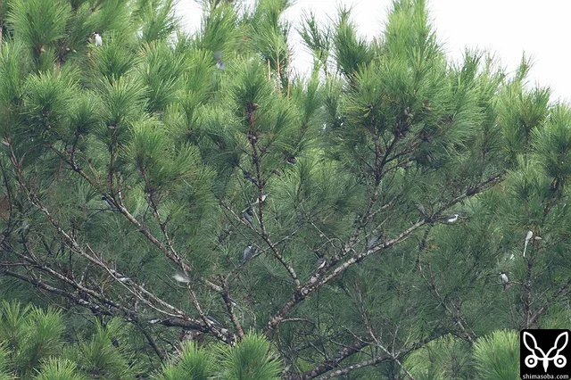 山肌を100羽以上のサンショウクイが移動していました。