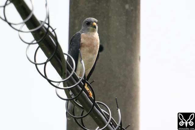 アカハラダカのオス成鳥。
