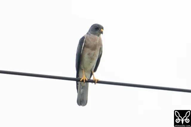 アカハラダカのオス成鳥。