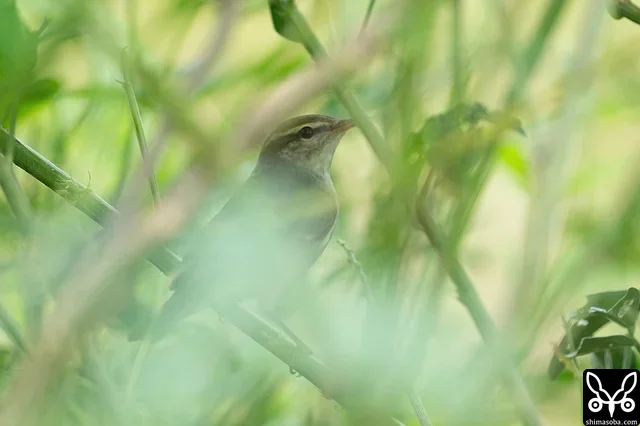 畑の周りの植え込みにコムシクイ。数羽の鳴き声がするので観察していると目の前に現れました。近すぎてピントが合わず…。
