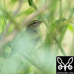 畑の周りの植え込みにコムシクイ。数羽の鳴き声がするので観察していると目の前に現れました。近すぎてピントが合わず…。