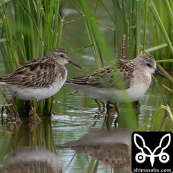 ヒバリシギ成鳥(左)とトウネン幼鳥。