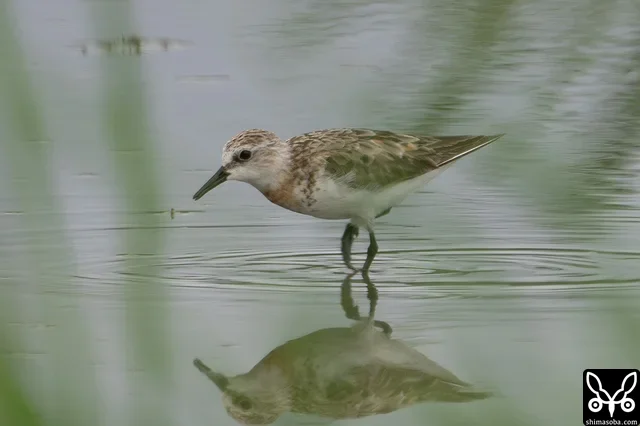 トウネン成鳥。ほとんどが幼鳥の中、1羽だけ成鳥がいました。