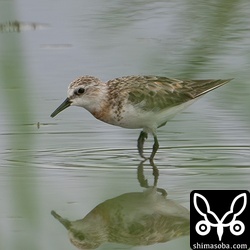 トウネン成鳥。ほとんどが幼鳥の中、1羽だけ成鳥がいました。