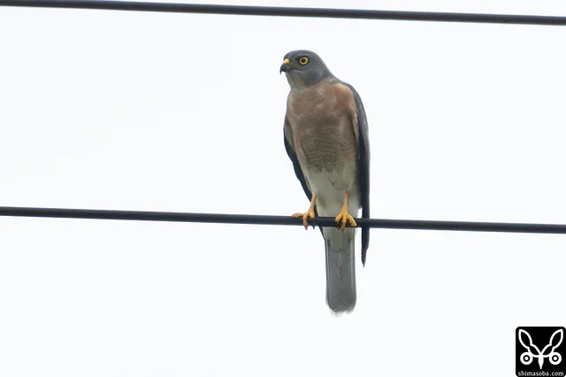 アカハラダカのメス成鳥。天候がすぐれず、渡れないアカハラダカたちが多く島に滞在しています。