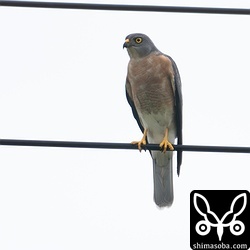 アカハラダカのメス成鳥。天候がすぐれず、渡れないアカハラダカたちが多く島に滞在しています。