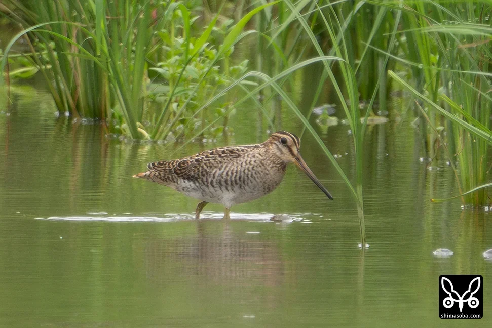 チュウジシギ