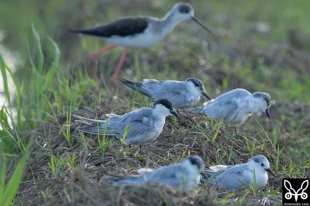 クロハラアジサシ成鳥。冬羽へ換羽しつつあります。
