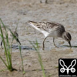 ヒバリシギ
