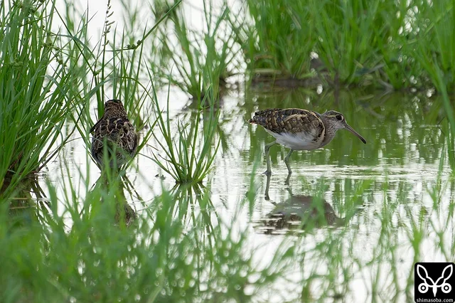 チュウジシギ第1回冬羽とタマシギのオス成鳥。