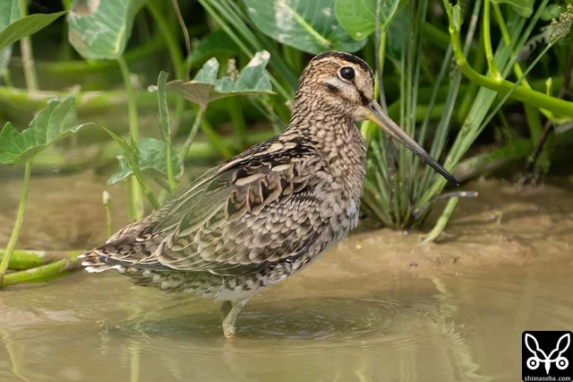 幼羽や成鳥の夏羽後期とは全く違う印象の冬羽ハリオシギ。