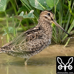 幼羽や成鳥の夏羽後期とは全く違う印象の冬羽ハリオシギ。