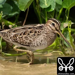 超貴重なハリオシギ成鳥冬羽!! チュウジシギ、タシギ(動画あり)