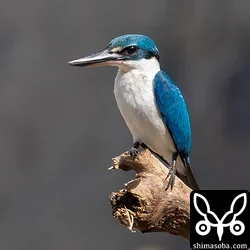 ナンヨウショウビン